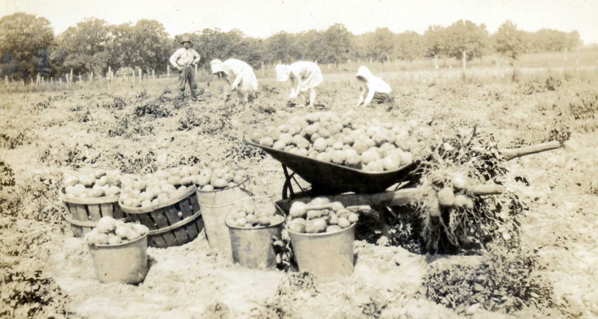 Fridel Potato Field, the sisters in hoods and gloves are gathering potatos while Valentine (Jr?) stands for the camera